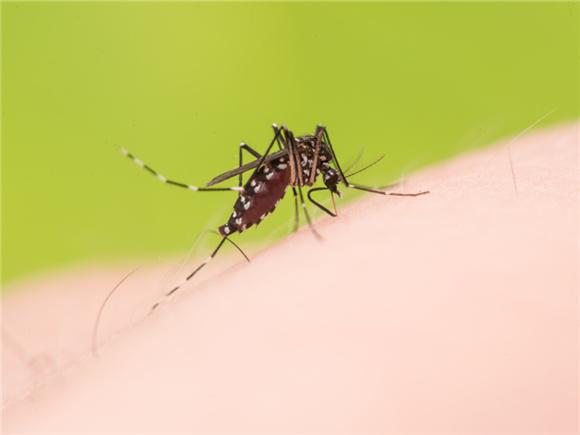 What Diseases can Mosquitoes Infect?